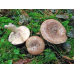 Мицелий Млечника лиловеющего (Lactаrius violаscens)